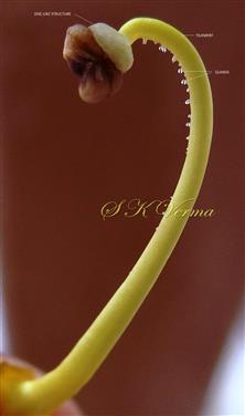  Stamen with glands